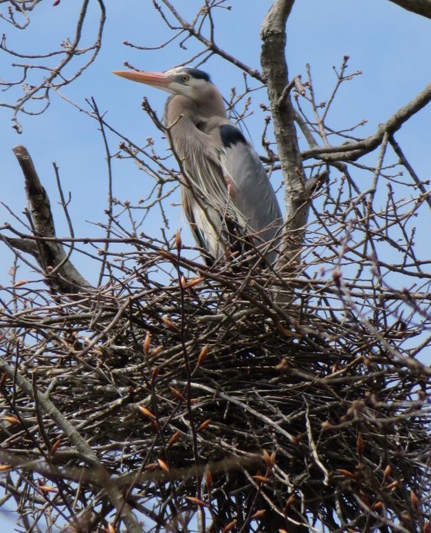 Another great blue heron in nest