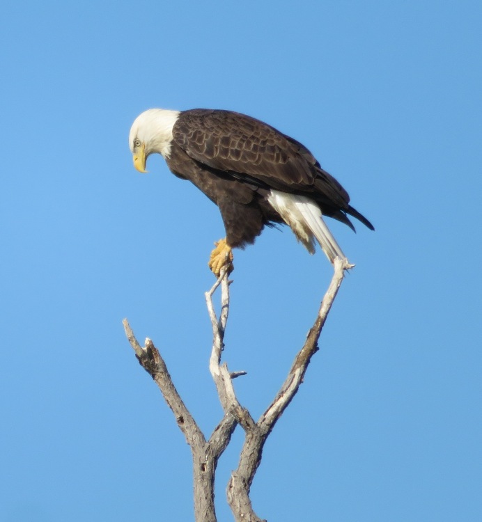 Bald eagle in tree with its head lowered