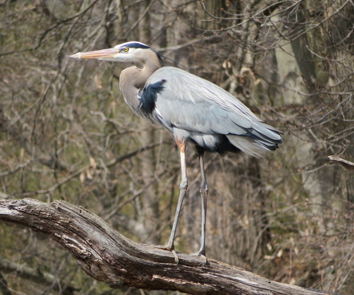 Great blue heron with debris on its beak
