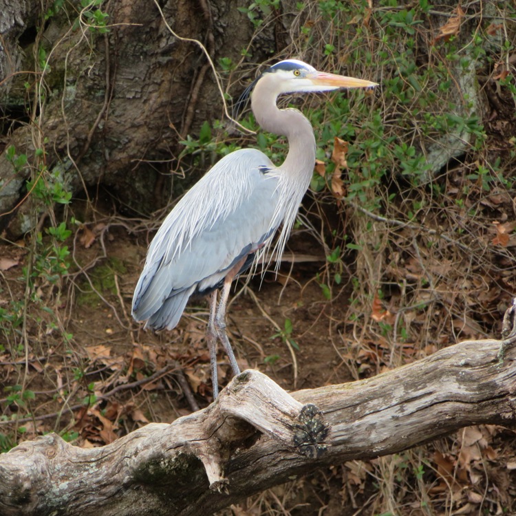 Great blue heron standing on log