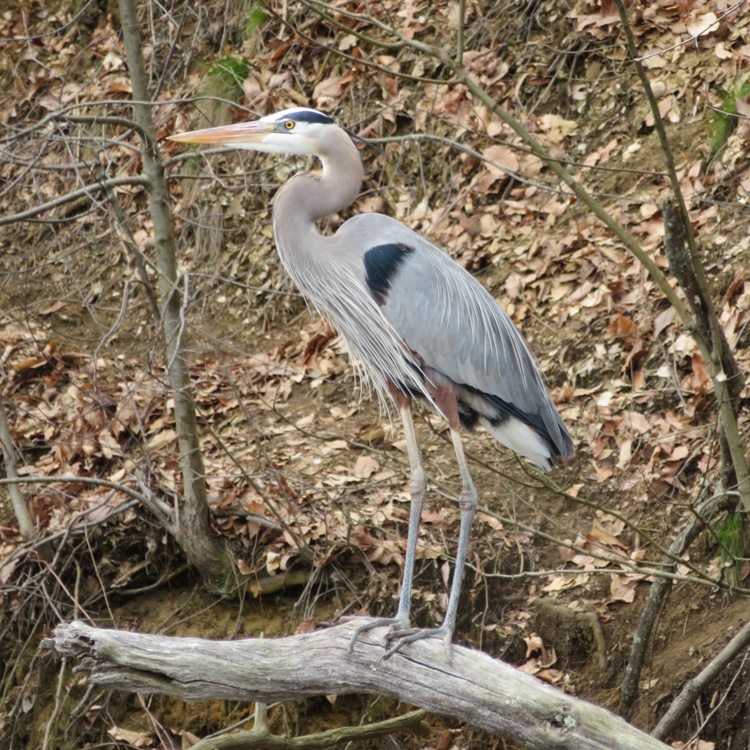 Another great blue heron standing on log