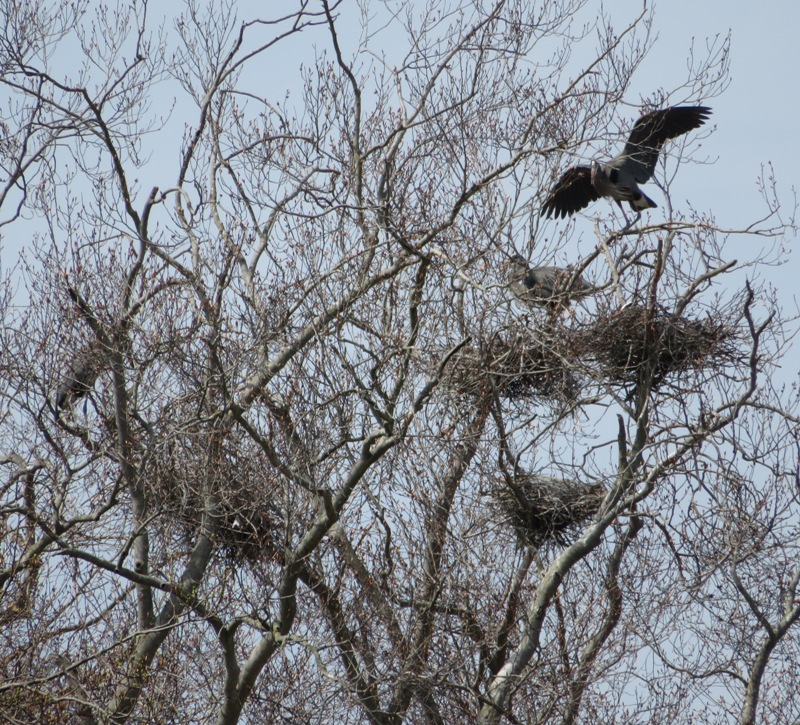 Great blue heron rookery with bird in flight