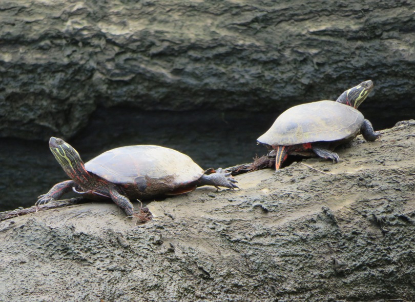 Two eastern painted turtles on log