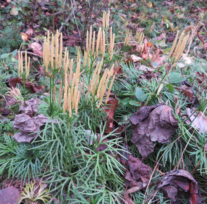 Club moss ready to reproduce