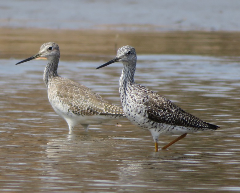 Two greater yellowlegs sandpipers standing in shallow water