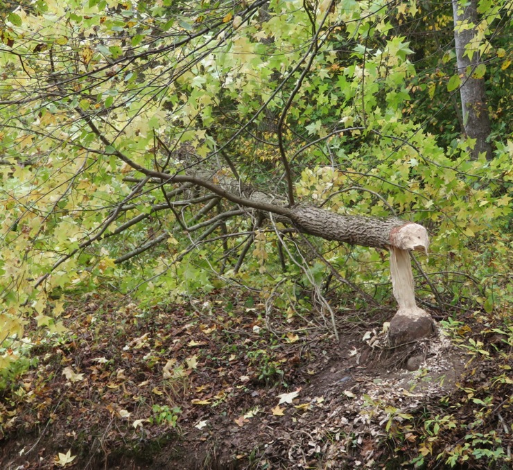 Fallen tree gnawed on by beaver
