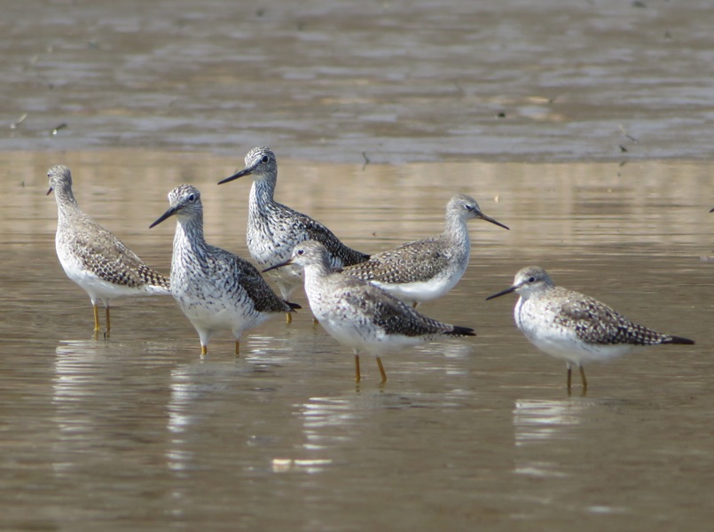 Six greater yellowlegs sandpipers standing in shallow water