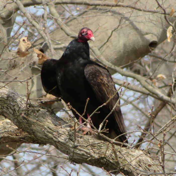 Turkey vulture in tree looking at me
