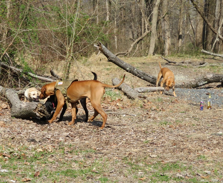 Dogs sniffing logs