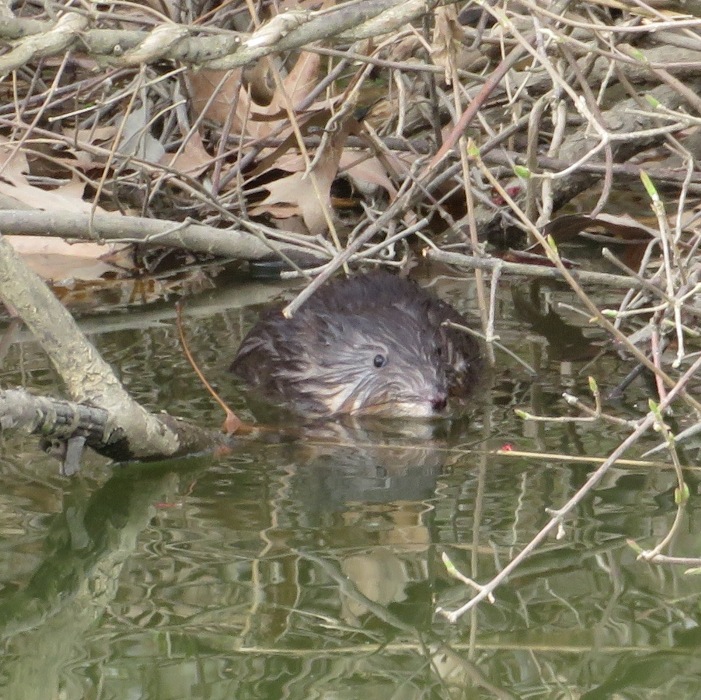 Beady-eyed muskrat hiding under brush