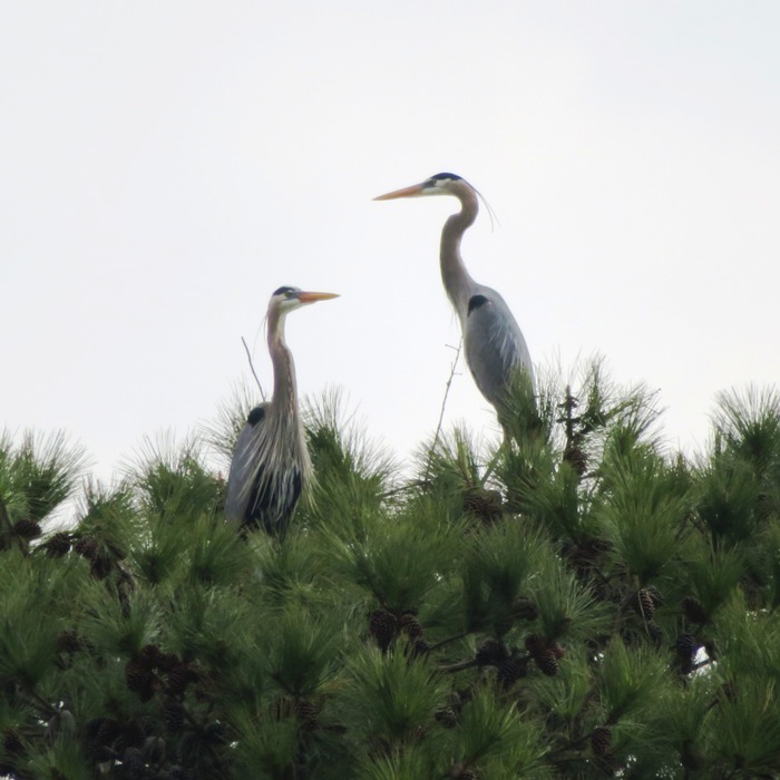 Two great blue herons standing tall on top of a pine tree