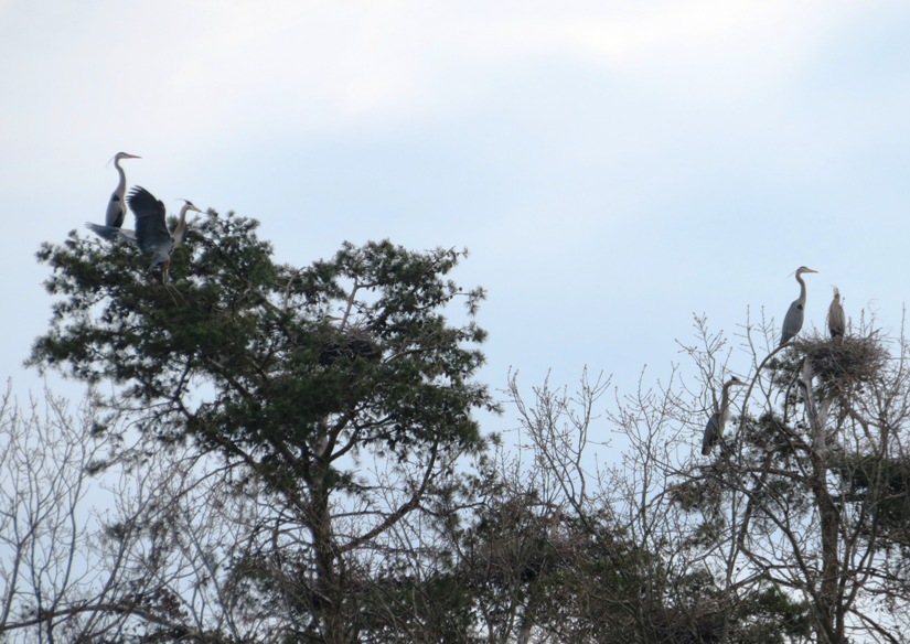 Great blue herons and nests in both pine and deciduous trees