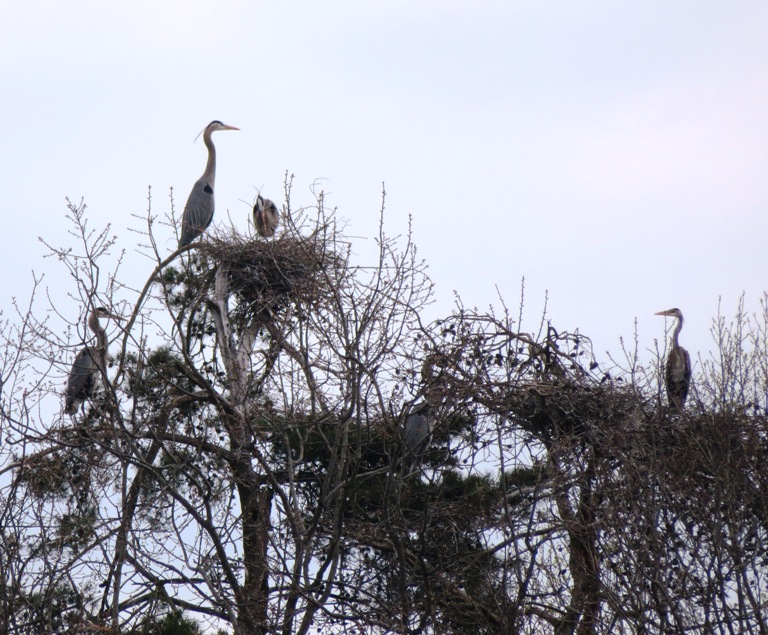Great blue herons in nests