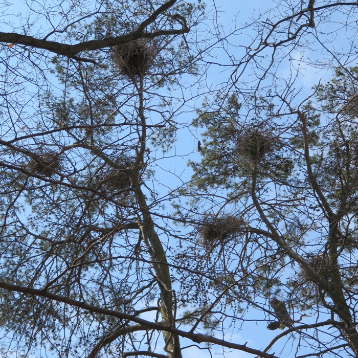 Looking up at nests