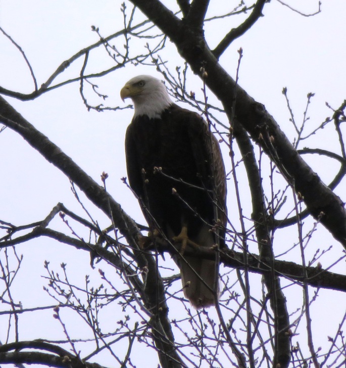 Bald eagle perched in tree