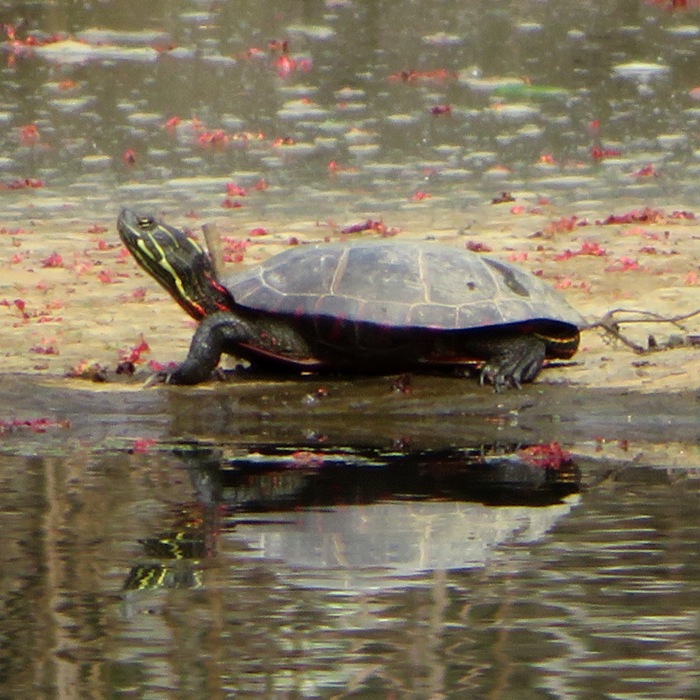 Eastern painted turtle