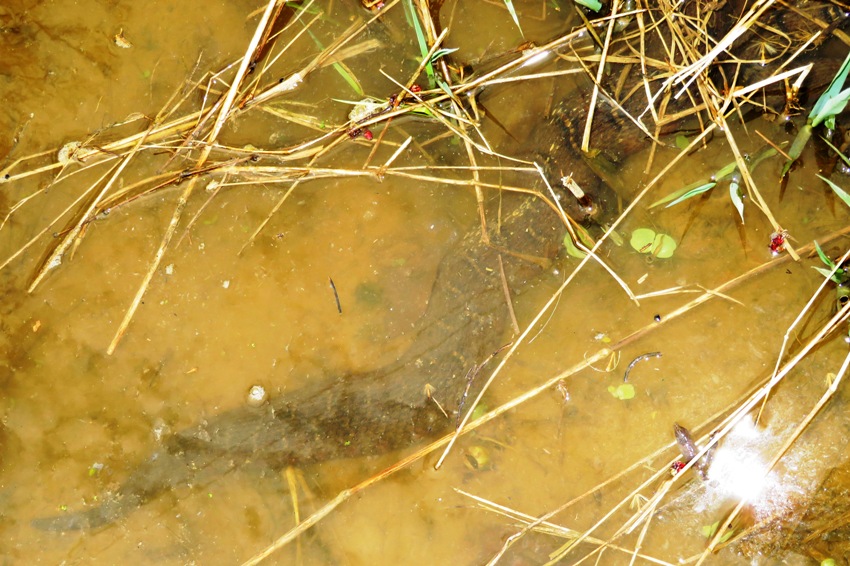 Bad picture of northern water snake submerged