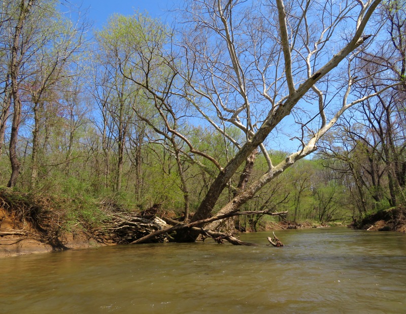 Trees leaning over the water