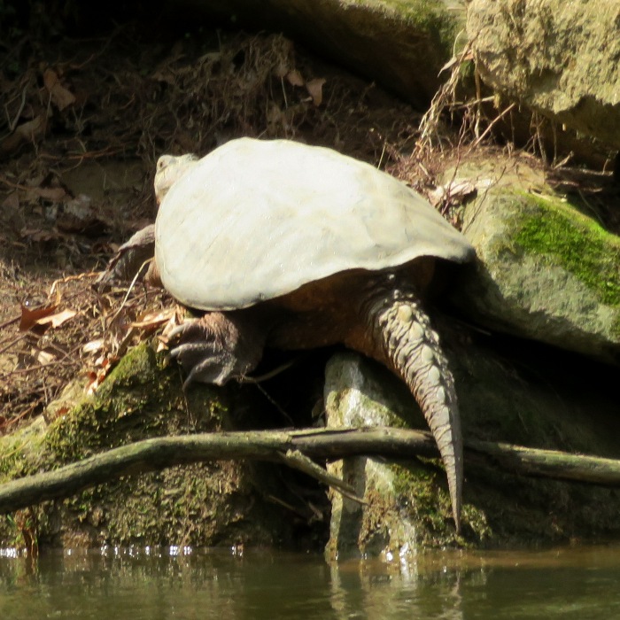 Rear view of snapping turtle on shore