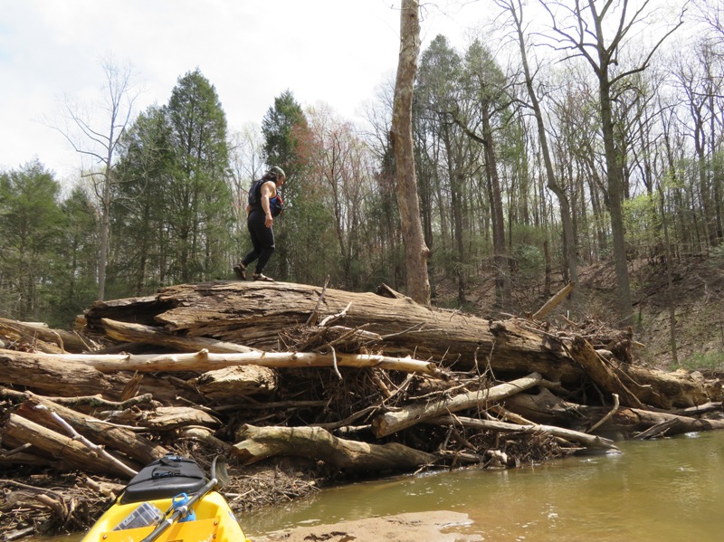 Me walking across log jam