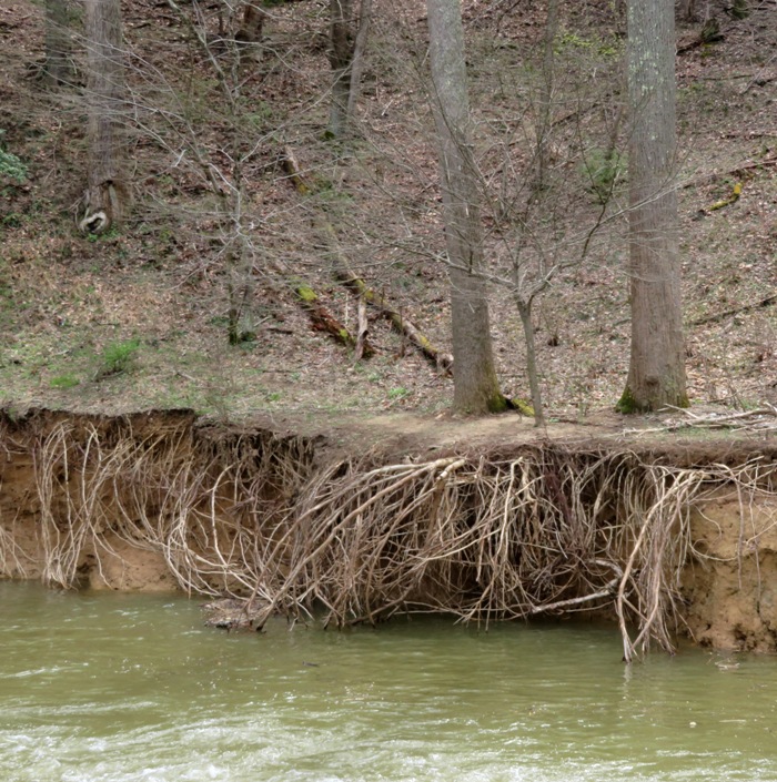 Exposed tree roots at the waters edge