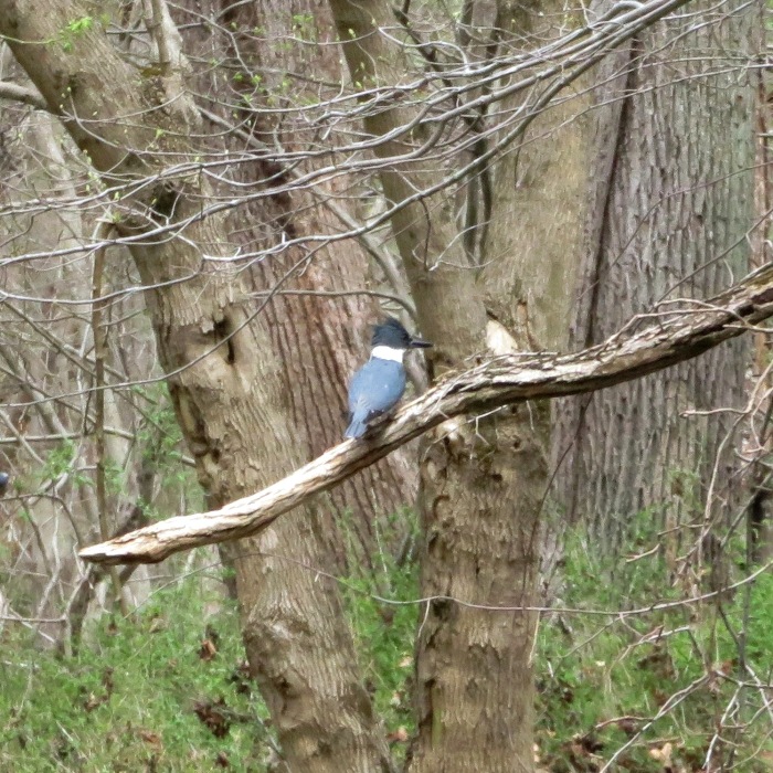 Kingfisher perched in tree