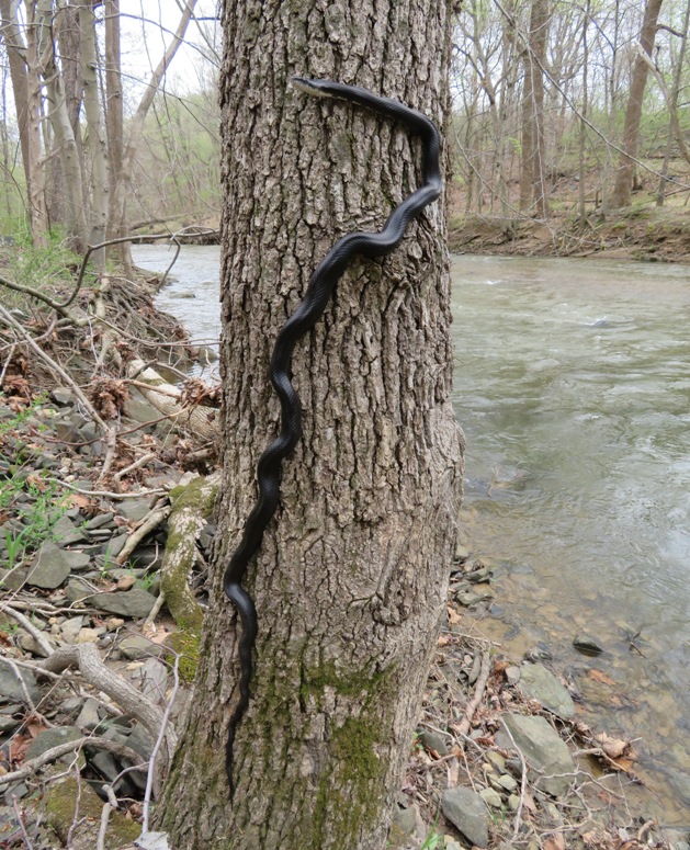 Black snake gripping onto side of tree
