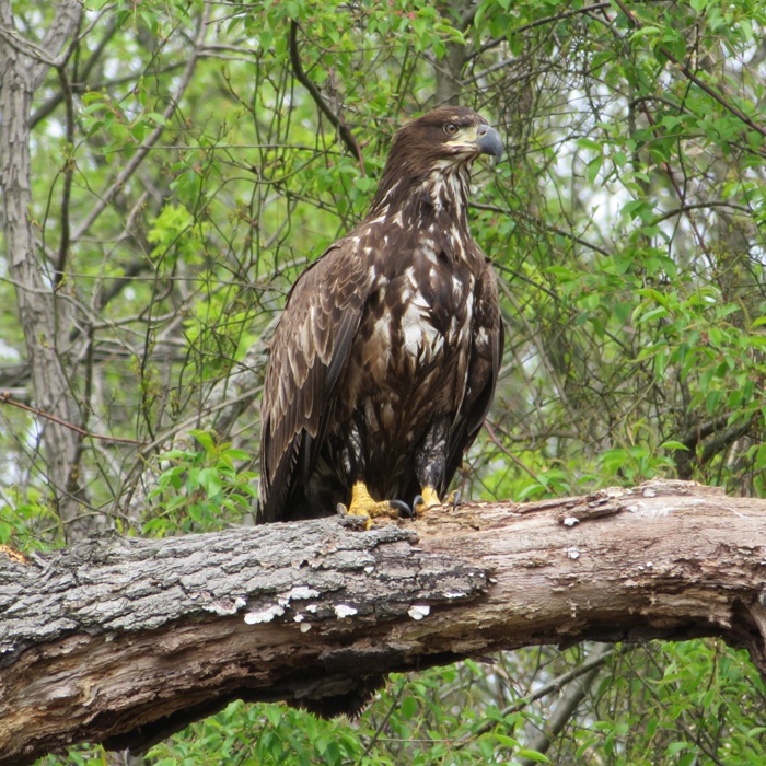 Immature bald eagle perched in tree