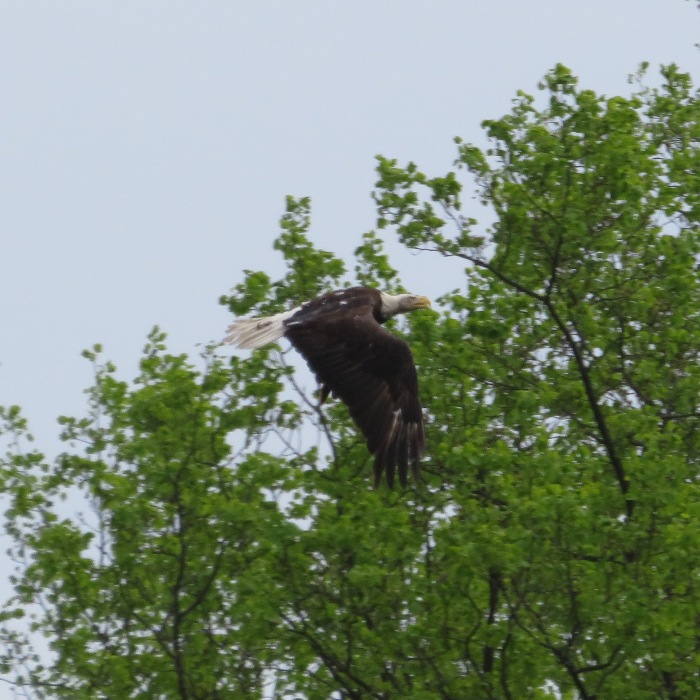 Lousy photo of mature bald eagle in flight