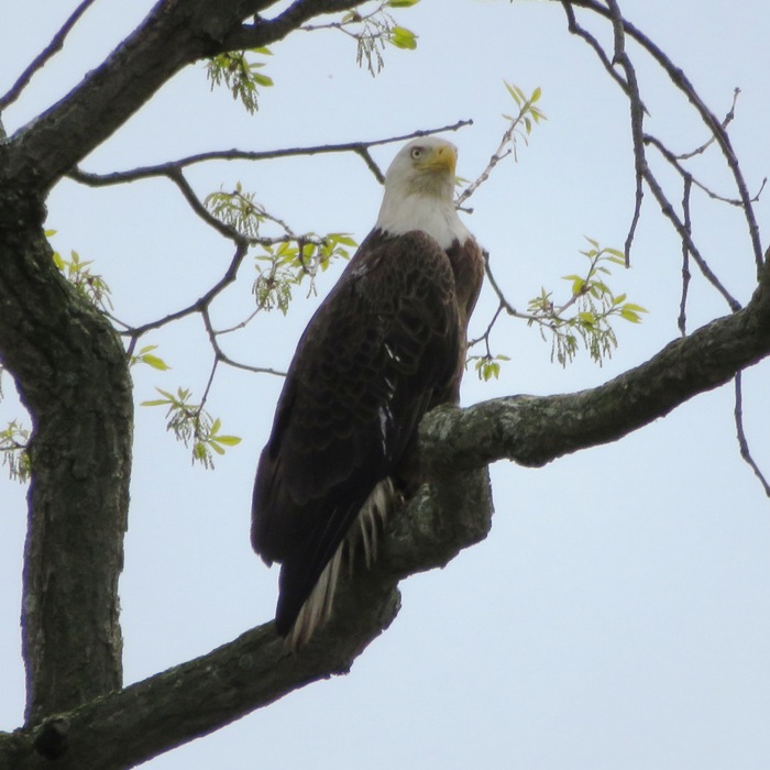 Mature bald eagle in tree
