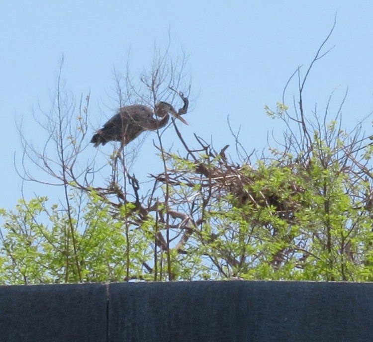 Great blue heron in tree at fort