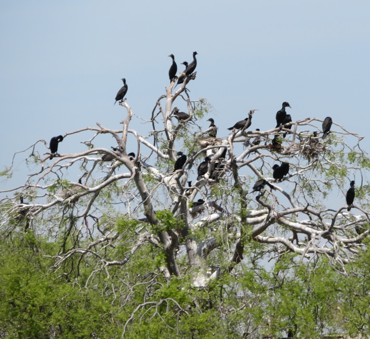 Cormorants in tree at fort