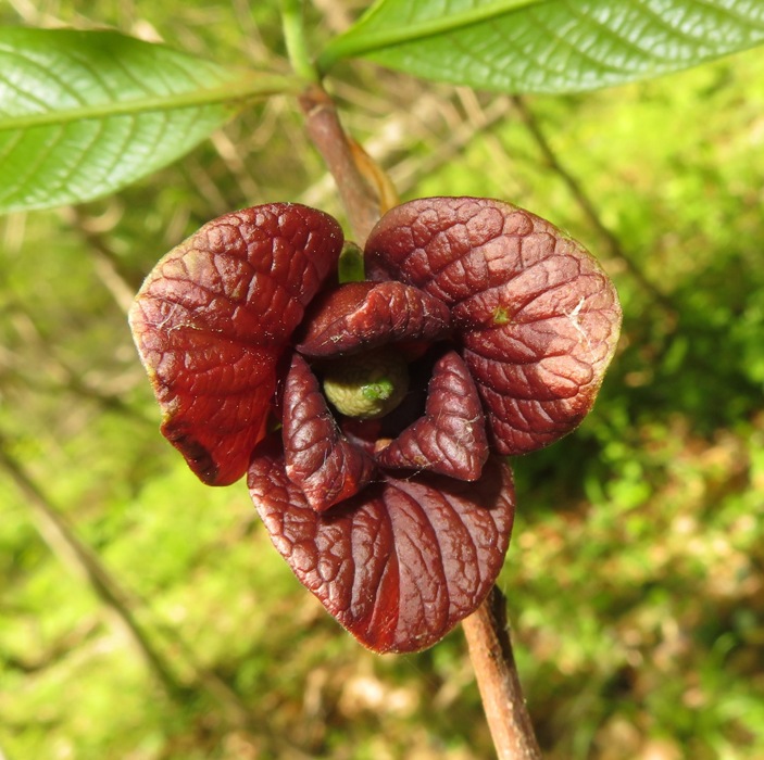Paw paw flower