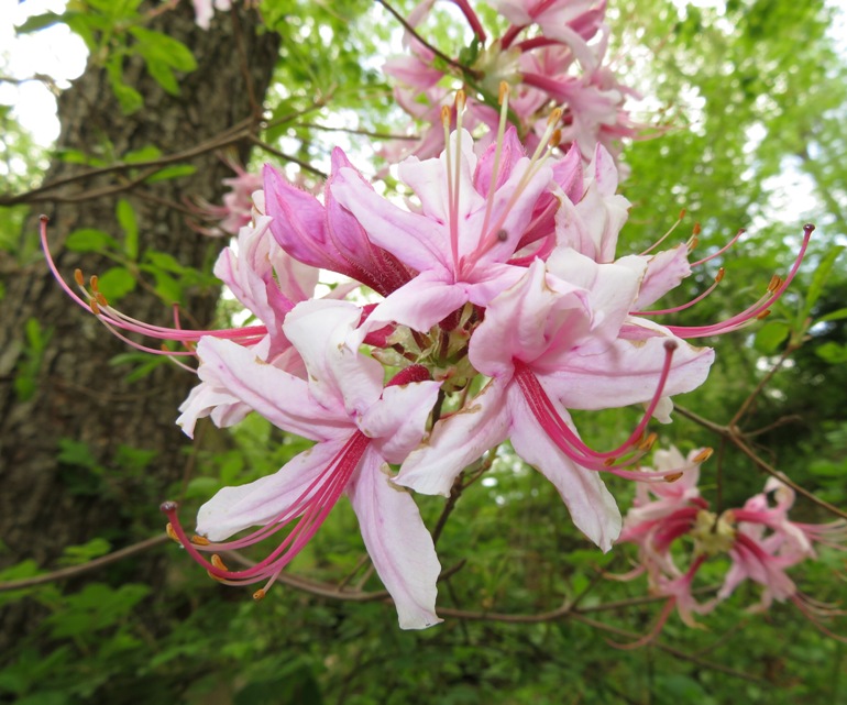 Pink honeysuckle azelea flowers