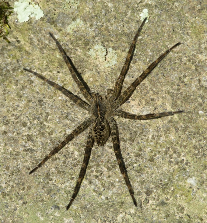 Overhead view of large fishing spider