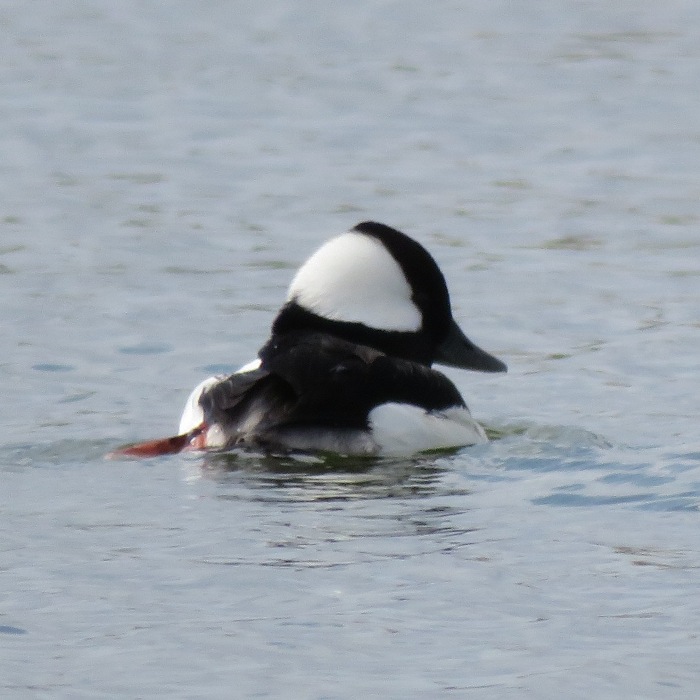 Rear view of bufflehead duck looking sideways
