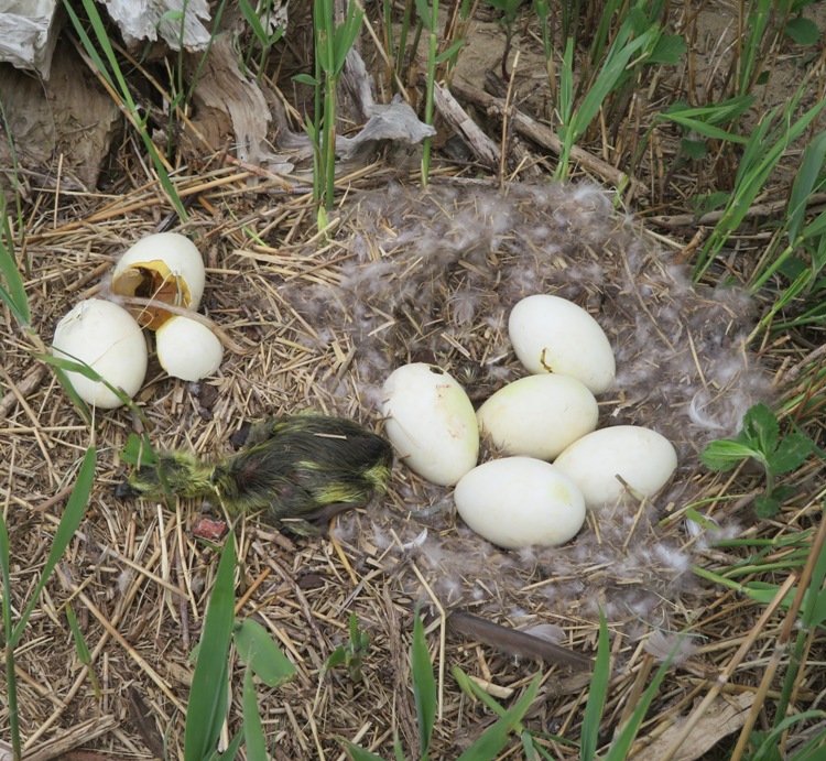 Canada goose nest with eggs and hatchling