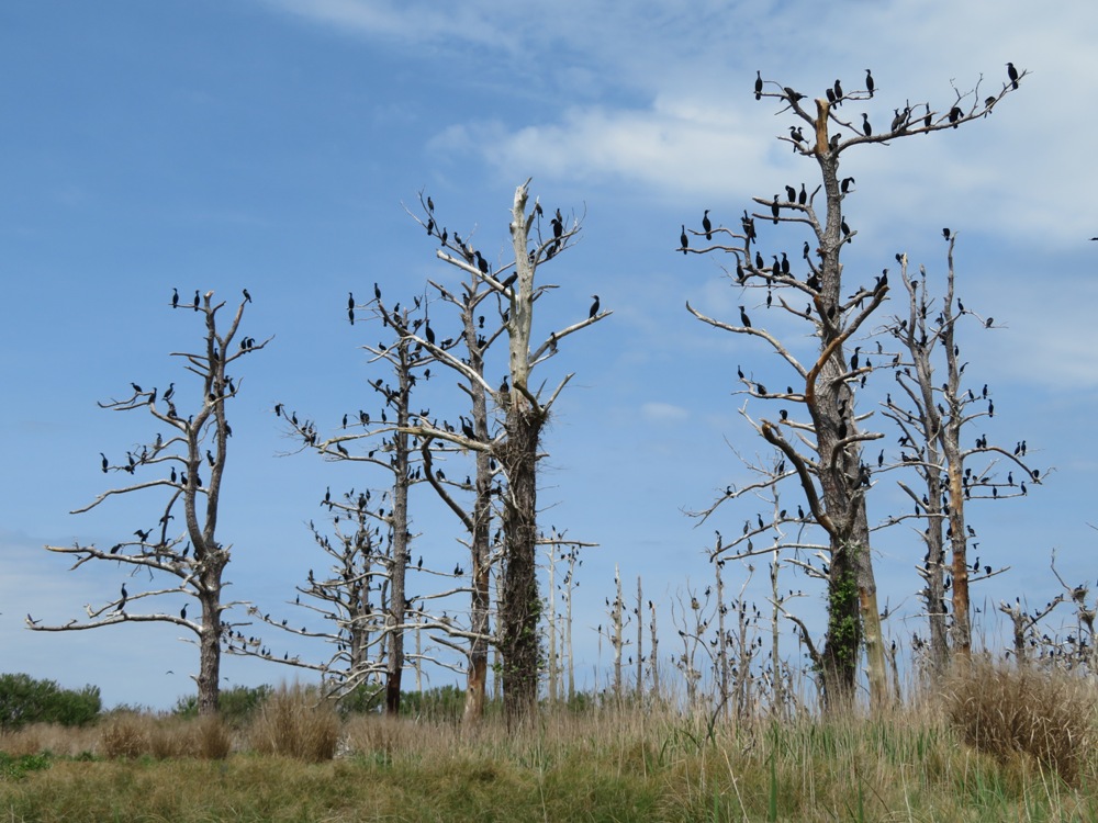 Dozens of cormorants perched on dead trees