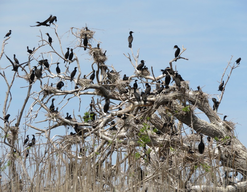 Several cormorants, some with nests, on a fallen tree