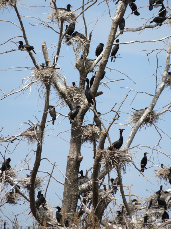 Cormorants with nests