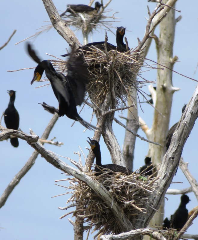 Cormorant in flight with others in nests