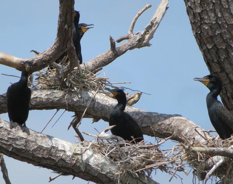 Cormorants sitting in nests
