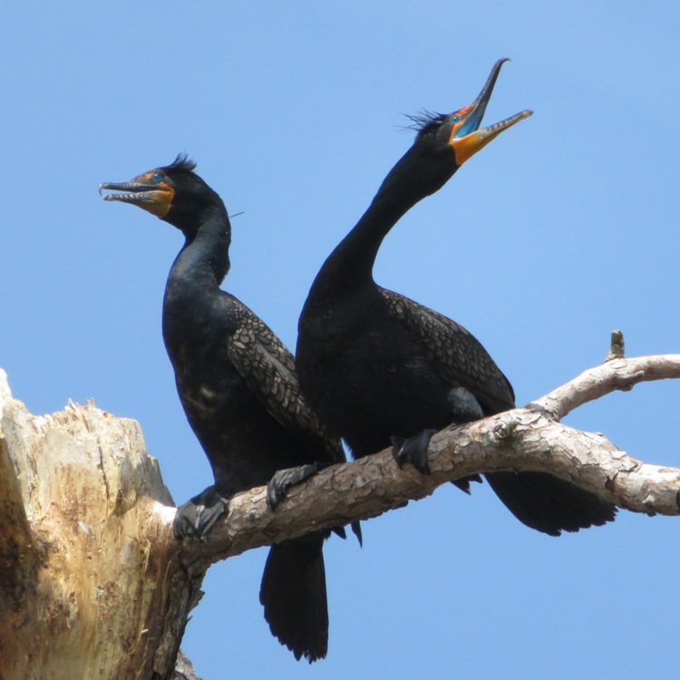 Close-up of two cormorants