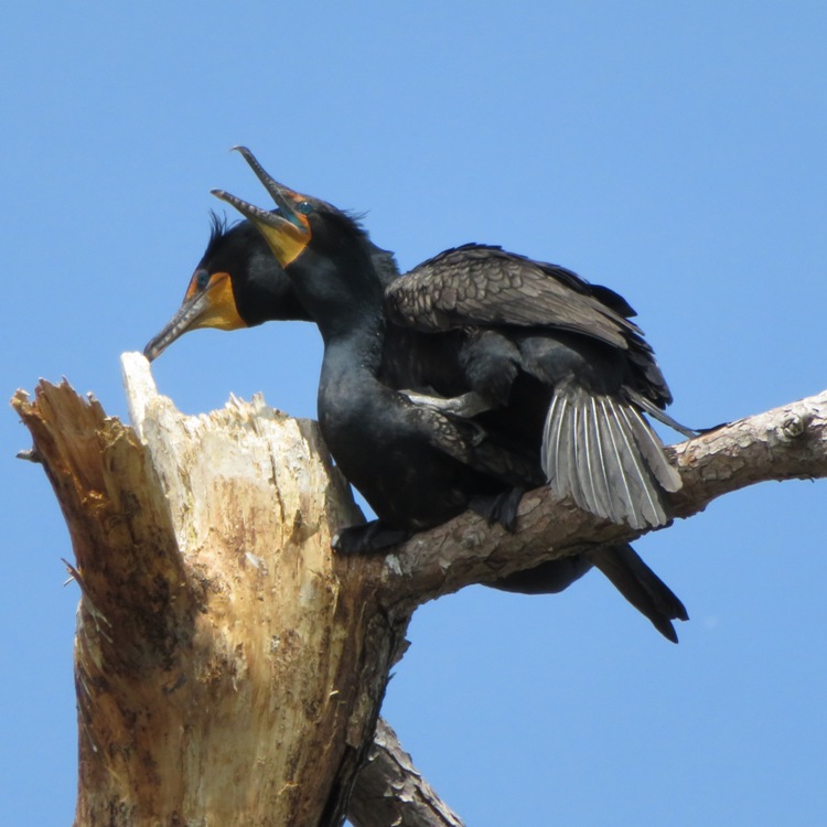 Two cormorants in tree either mating or courting