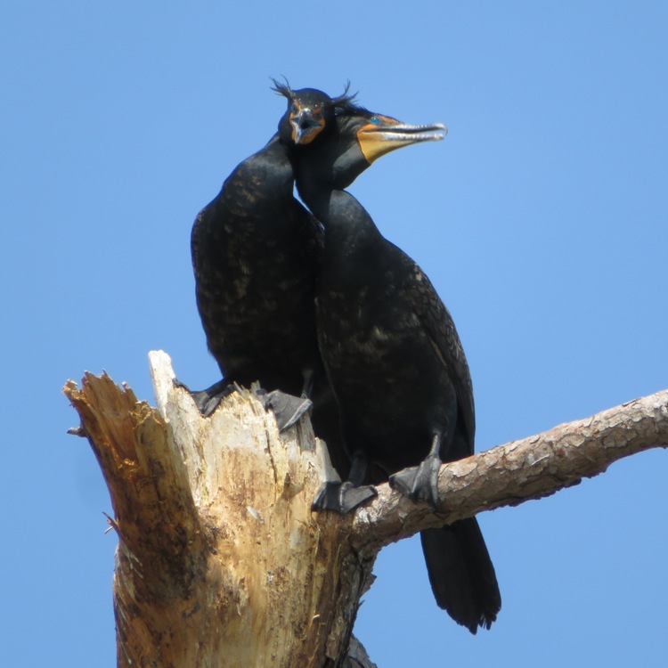 Two cormorants in a tree, one with distinctive tufts on the side of its head