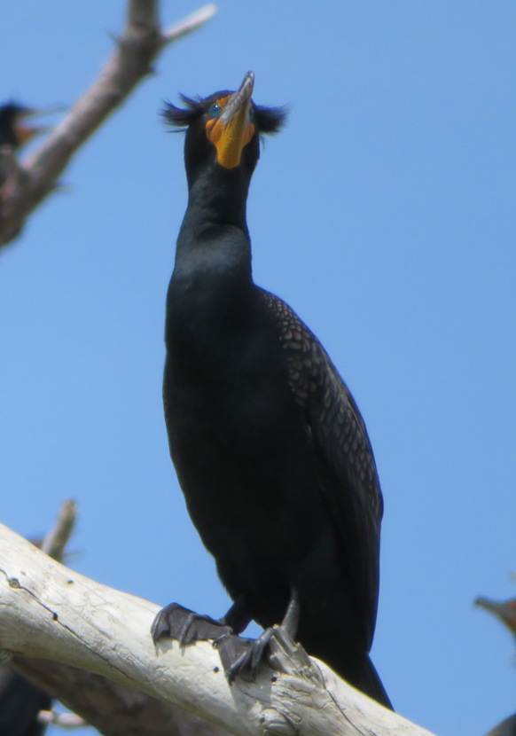 Single cormorant with distinctive tufts