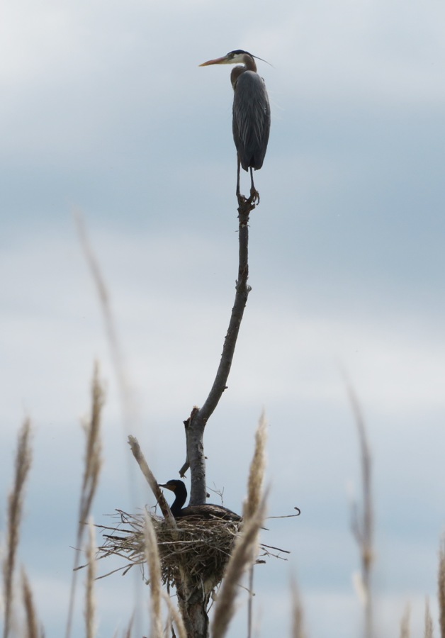 Cormorant on nest with perched great blue heron above