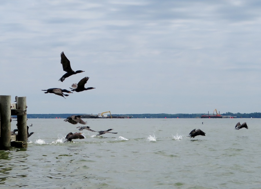 Several cormorants taking flight from pier