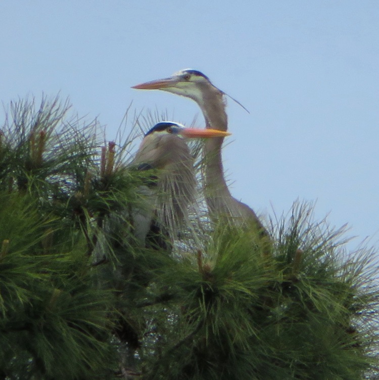 Two great blue herons in a pine tree