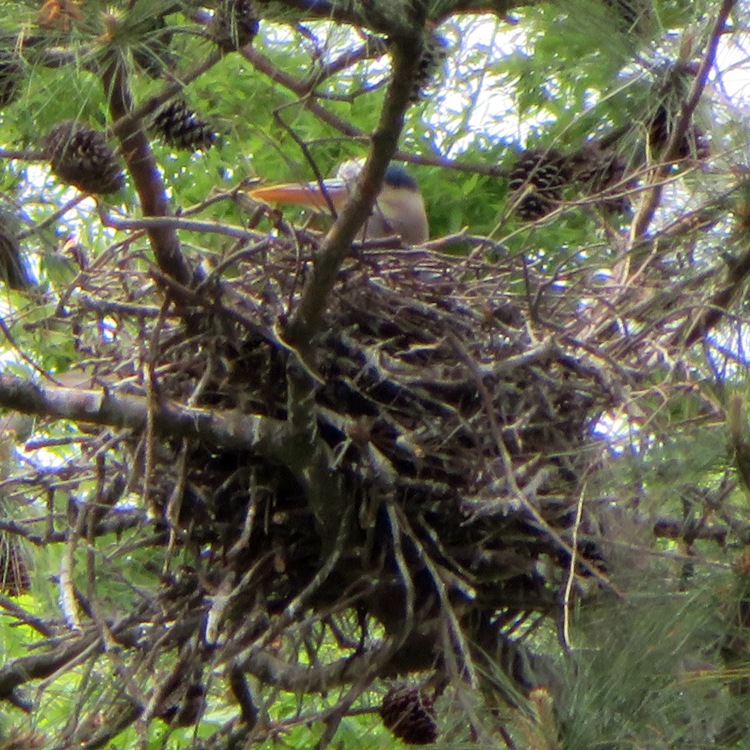 Close-up of partly hidden great blue heron nest with a great blue heron in it